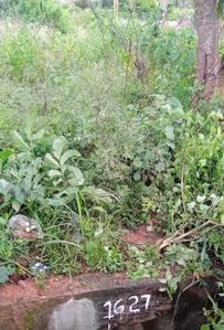 Image of 1200 Sq.ft Residential Plot / Land for sale in Sampigehalli, Bengaluru for Rs. 17000000