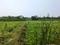 Sonargaon 2 Main Image 1