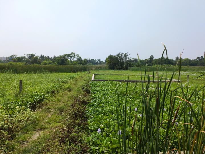 Sonargaon 2 Main Image 1