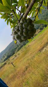 Image of 11000 Sq.ft Residential Plot / Land for sale in Bhor, Pune for Rs. 1850000