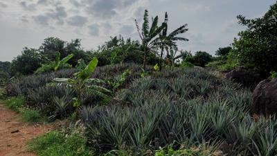 Image of 48563 Sq.ft Residential Plot / Land for sale in Mathicode, Kanyakumari for Rs. 180000000