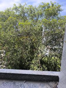 Bedroom Five Image of 3150 Sq.ft 5 BHK Apartment / Flat for sale in Jyotipuram Bengaluru for Rs. 29000100
