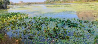Image of 5989 Sq.ft Residential Plot / Land for sale in Ramanagara, Bengaluru for Rs. 7181431
