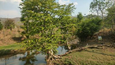 Image of 6000 Sq.ft Residential Plot / Land for sale in Gajinda, Indore for Rs. 2500000