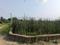 Sonargaon 2 Plot View 2