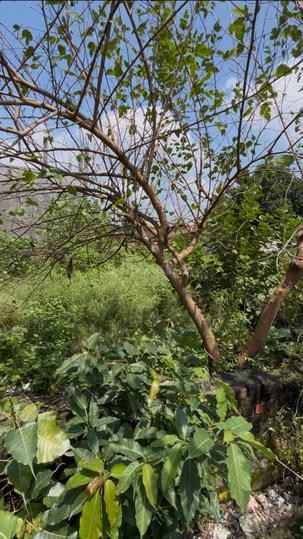 Palhari Main Image 1