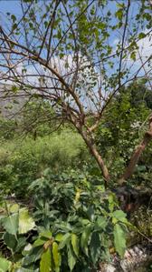 Image of 1250 Sq.ft Residential Plot / Land for sale in Palhari, Barabanki for Rs. 3000000