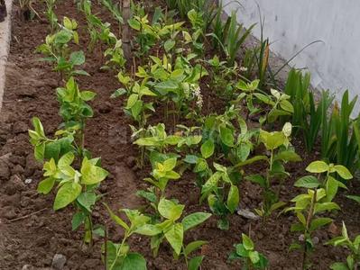 Image of 200 Sq.ft Residential Plot / Land for sale in Anandapuram, Visakhapatnam for Rs. 2600000