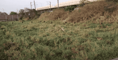 Mithapur Farm Area Plot View 2