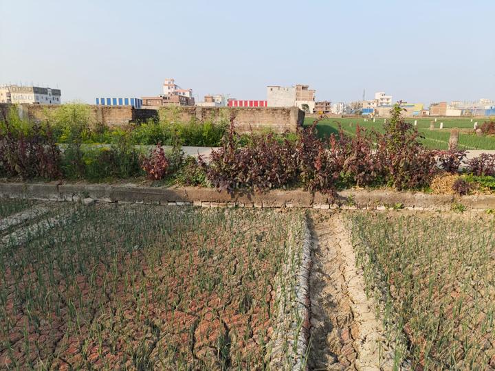 Bari Pahari Main Image 1