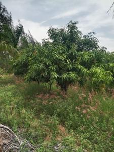 Image of 242 Sq.ft Residential Plot / Land for sale in Shamirpet, Hyderabad for Rs. 2450000