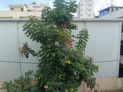 Image of 1465 Sq.ft 3 BHK Apartment / Flat for sale in MBM Manor by MBM Developers, RR Nagar, Bengaluru for Rs. 13200000