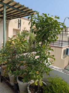 Image of 2070 Sq.ft 3 BHK Penthouse for sale in Anand Sukirti Garden, Ramdev Nagar, Ahmedabad for Rs. 15100000