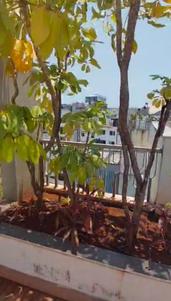 Balcony Image of 4187 Sq.ft 4 BHK Apartment / Flat for sale in Panjim Goa for Rs. 65000000
