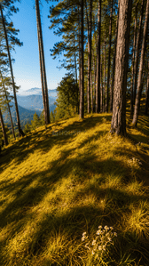 Image of 300 Sq.ft Residential Plot / Land for sale in Kanyura, Almora for Rs. 2500000