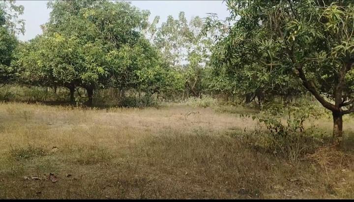 Mango Garden Main Image 1