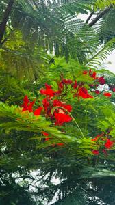 Image of 6000 Sq.ft Residential Plot / Land for sale in Paridhi Nidhivan Farm, Tatibandh, Raipur for Rs. 2850000