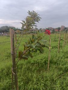 Image of 121 Sq.ft Residential Plot / Land for sale in Shadnagar, Ranga Reddy for Rs. 1000000