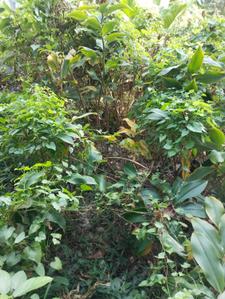 Image of 1082 Sq.ft Residential Plot / Land for sale in Uluberia, Howrah for Rs. 700000