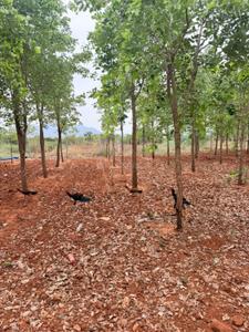 Image of 10800 Sq.ft Residential Plot / Land for sale in Donakonda, Prakasam for Rs. 1000000