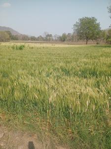 Image of 4000 Sq.ft Residential Plot / Land for sale in Simrol, Indore for Rs. 1200000