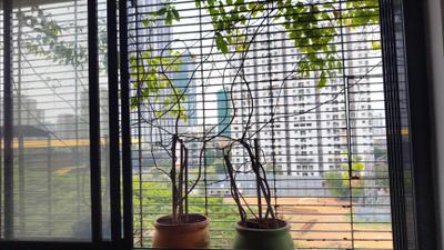Image of 800 Sq.ft 2 BHK Apartment / Flat for sale in Evershine Greens, Andheri West, Mumbai for Rs. 26000000