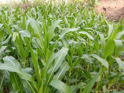 Image of 4357 Sq.ft Residential Plot / Land for sale in Chira Chas, Bokaro for Rs. 4300000