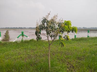 Image of 9600 Sq.ft Residential Plot / Land for sale in Sri Sai Garden, Walajabad, Chennai for Rs. 2400000