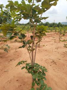 Image of 100 Sq.ft Residential Plot / Land for sale in Bhogapuram, Visakhapatnam for Rs. 600000