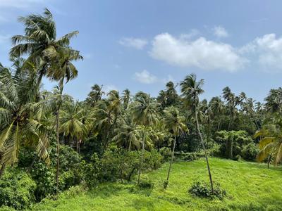 Image of 3415 Sq.ft 4 BHK Villa for sale in Morjim, Goa for Rs. 65500000