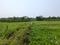 Sonargaon 2 Plot View 2