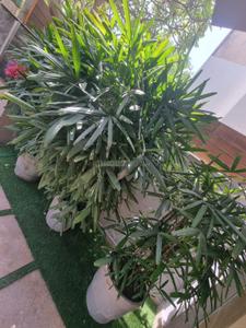 Balcony Image of 2300 Sq.ft 4 BHK Builder Floor for sale in Green Park New Delhi for Rs. 100000000
