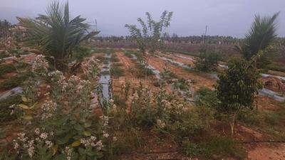 Theethipalayam More Images 3