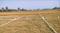 Bihta Plot View 2