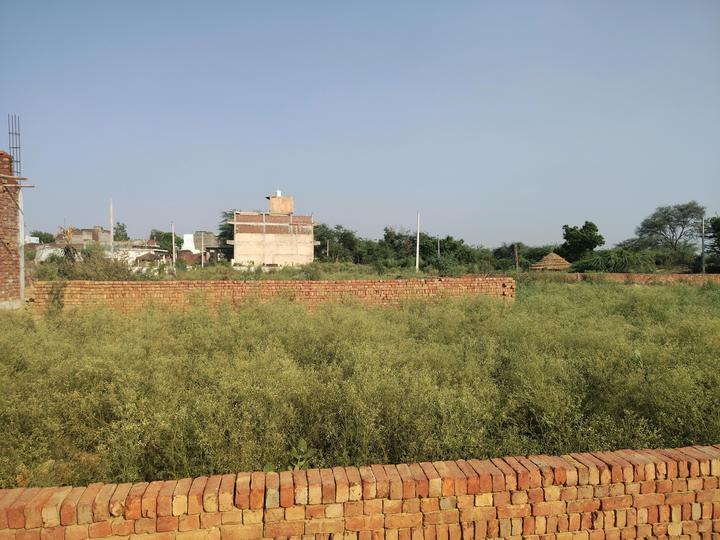 Karoli Bangar Main Image 1