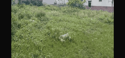 Image of 1323 Sq.ft Residential Plot / Land for sale in Beur, Patna for Rs. 8300000