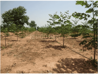 Image of 1320 Sq.ft Residential Plot / Land for sale in Masaipet, Hyderabad for Rs. 2500000