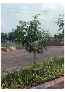 Image of 1000 Sq.ft Residential Plot / Land for sale in Nakshatra Samriddhi Corridor, Palakhedi, Indore for Rs. 4000000
