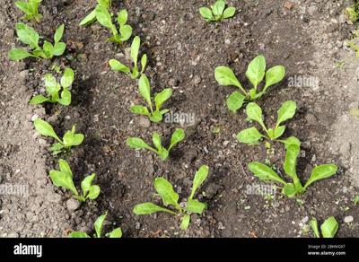Image of 5500 Sq.ft Residential Plot / Land for sale in Matnahalli, Bengaluru for Rs. 6105000