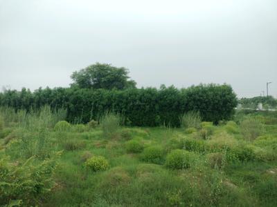 Image of 180 Sq.ft Residential Plot / Land for sale in Mansha Orchid, Khera Village, Faridabad for Rs. 13680000