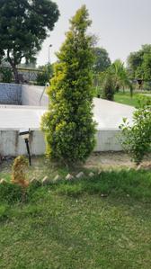 Image of 1500 Sq.ft 3 BHK Farm House for sale in Dkrrish Green Beauty Farms, Sector 135, Noida for Rs. 8500000