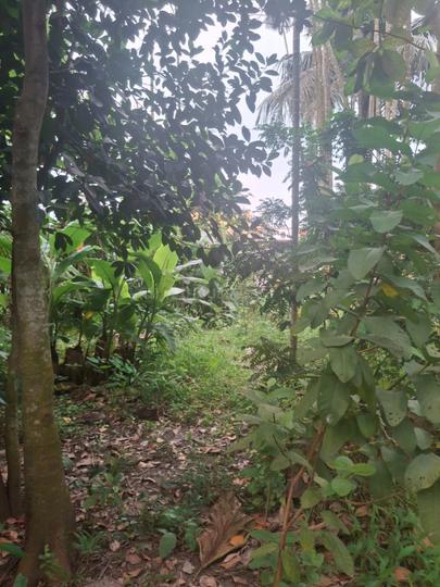 Nabapally Main Image 1