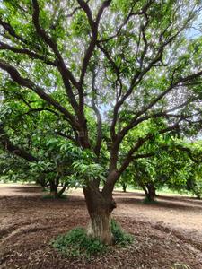 Image of 39300 Sq.ft Residential Plot / Land for sale in Kothapalle, Hyderabad for Rs. 60900000