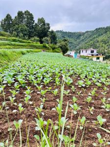 Image of 2400 Sq.ft Residential Plot / Land for sale in Mukteshwar, Nainital for Rs. 15000000
