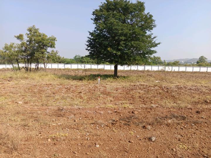 MANGO FARMS Main Image 1