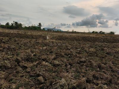 Sarde Plot View 2