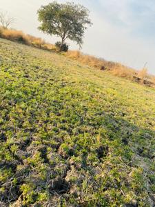 Image of 1089 Sq.ft Residential Plot / Land for sale in Invest Mahamumbai Plots In Khopate, Khopate, Raigad for Rs. 536000