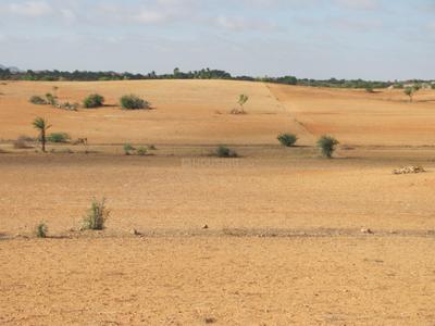 Kanij Plot View 2