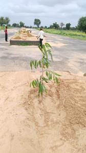Image of 900 Sq.ft Residential Plot / Land for sale in Chirawa, Jhunjhunu for Rs. 800000