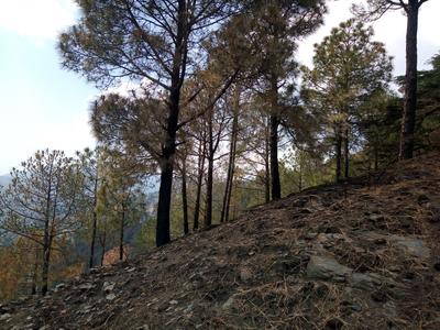 Image of 21780 Sq.ft Residential Plot / Land for sale in Beolia, Shimla for Rs. 80000000